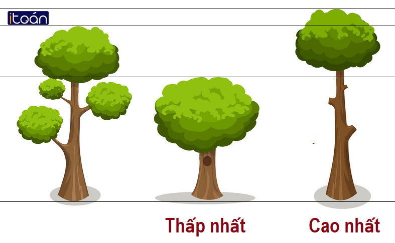 So sánh độ cao thấp giữa các cây